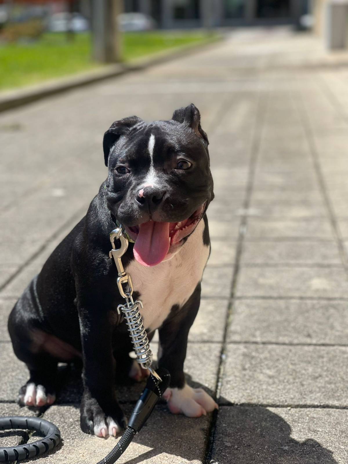 Bruno Rodrigues - Passeador de cães(em formação como treinador) - Braga - Paseador de perros