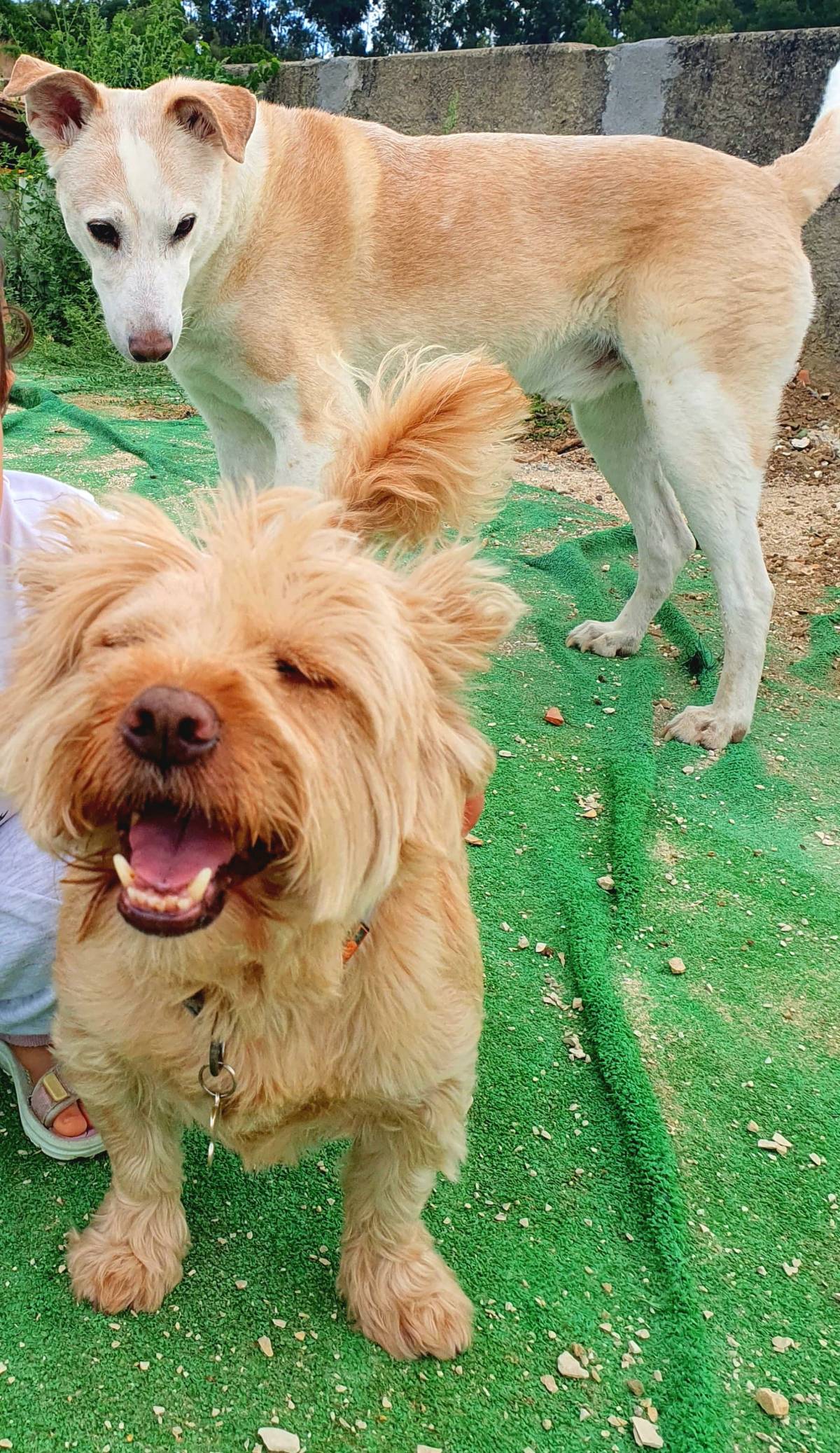 Cães à Boleia - Alenquer - Hospedaje de mascotas