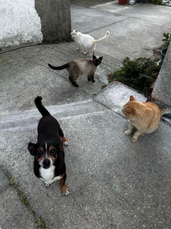 Patinhas de ílhavo/Aveiro - Ílhavo - Treino de Cães - Aulas