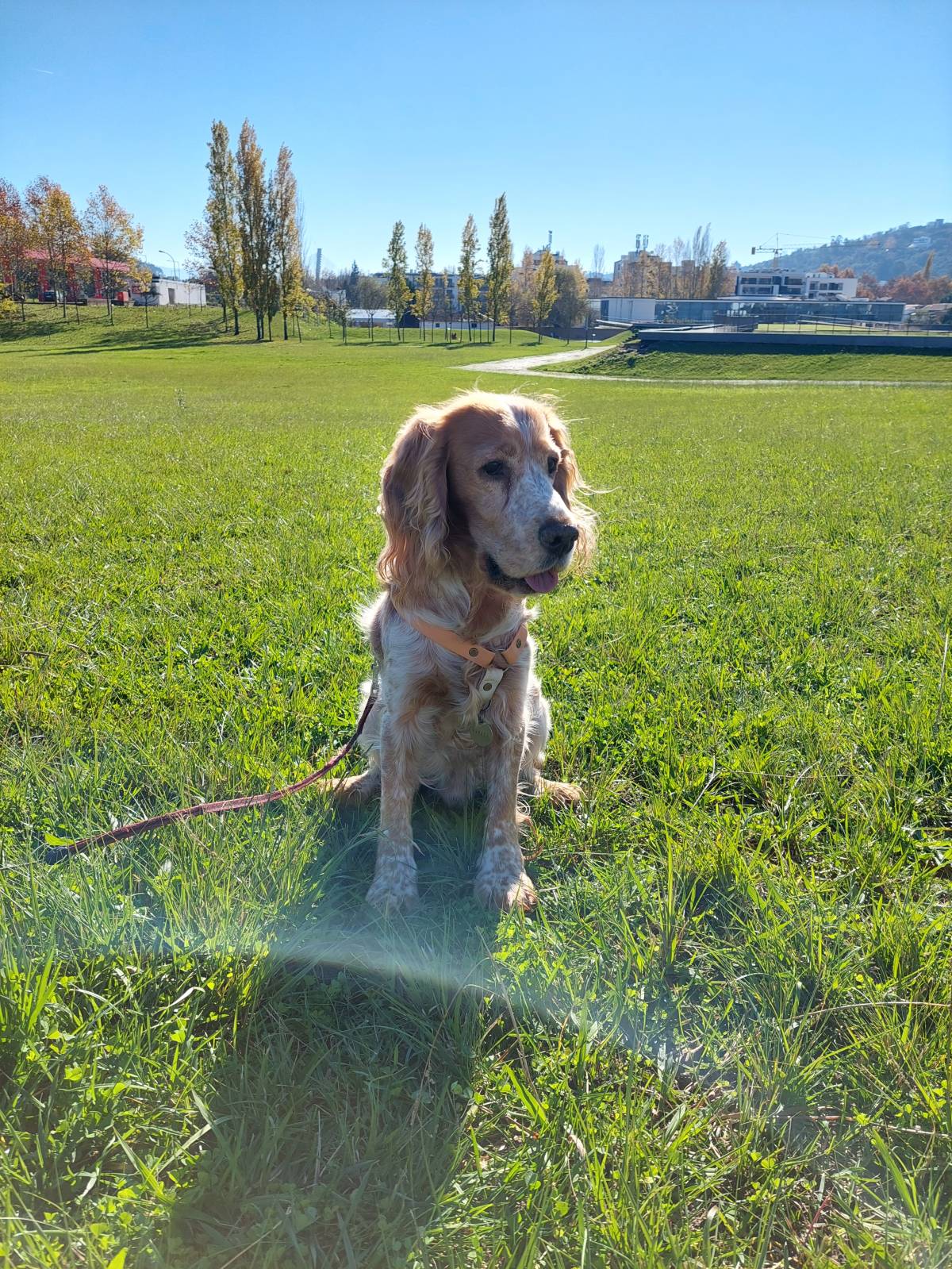 Waging Walks Petsitter & Dog Walker Coimbra - Coimbra - Promenade de chiens