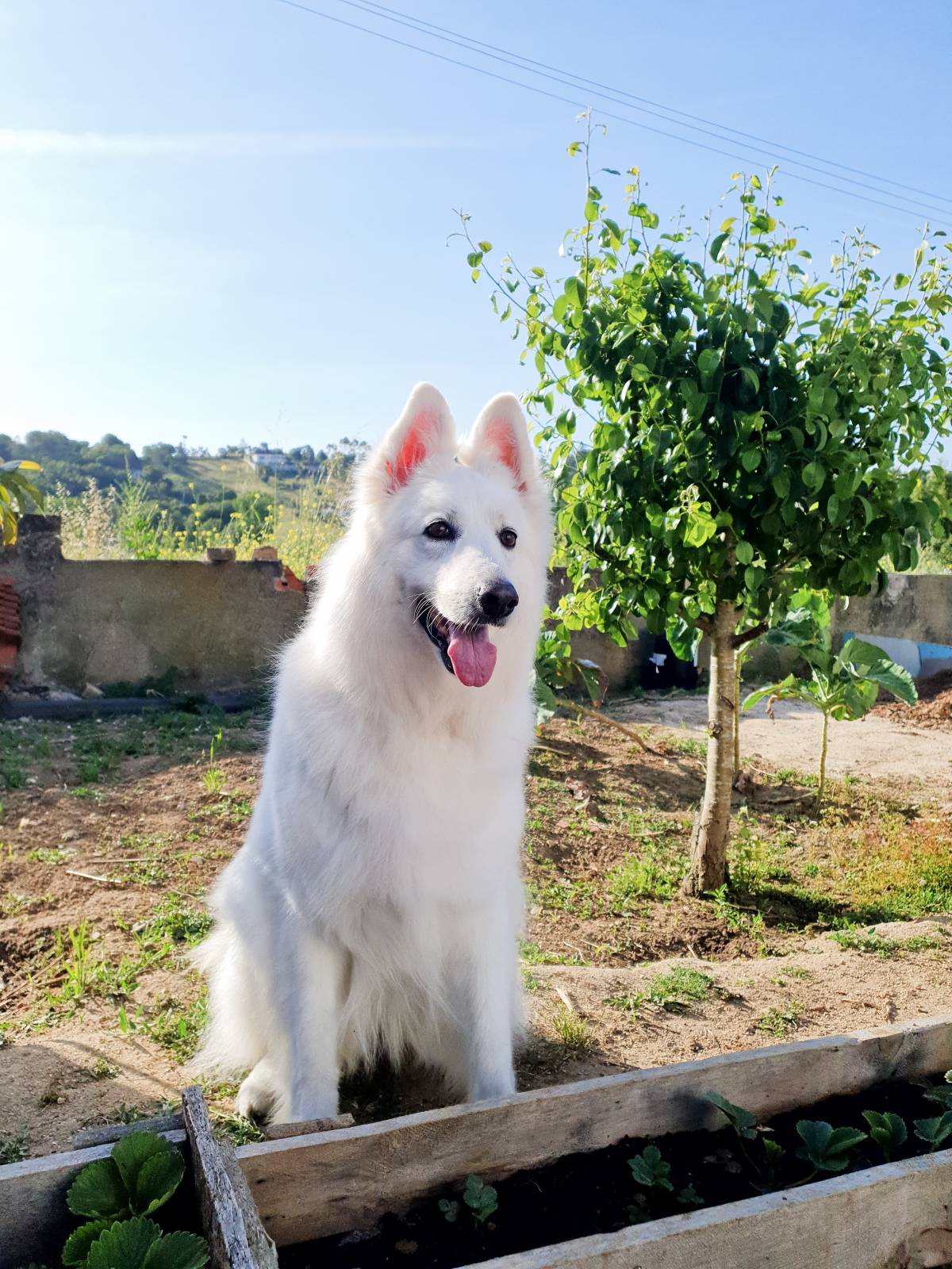 Cães à Boleia - Alenquer - Paseador de perros