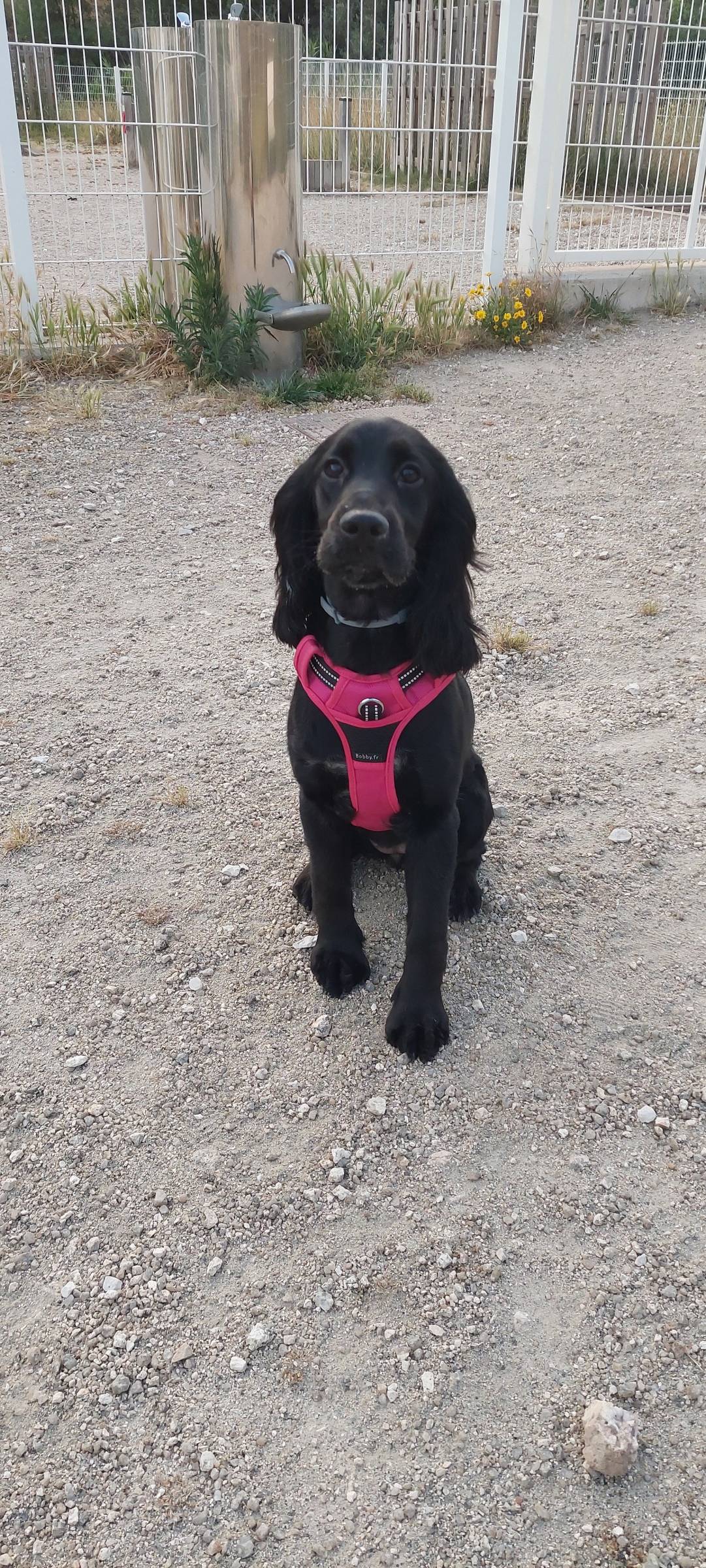 Waging Walks Petsitter & Dog Walker Coimbra - Coimbra - Garde de chiens