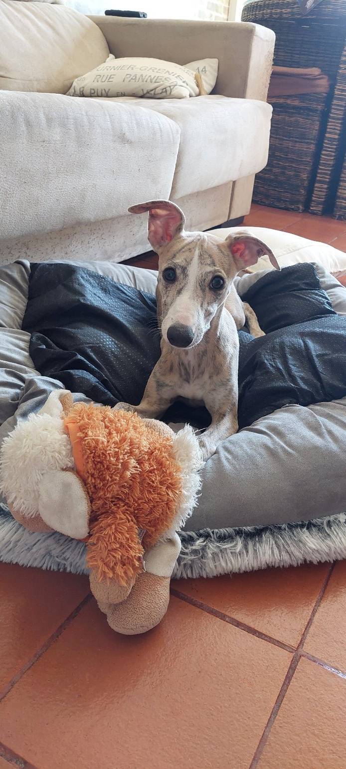 Waging Walks Petsitter & Dog Walker Coimbra - Coimbra - Garde de chiens