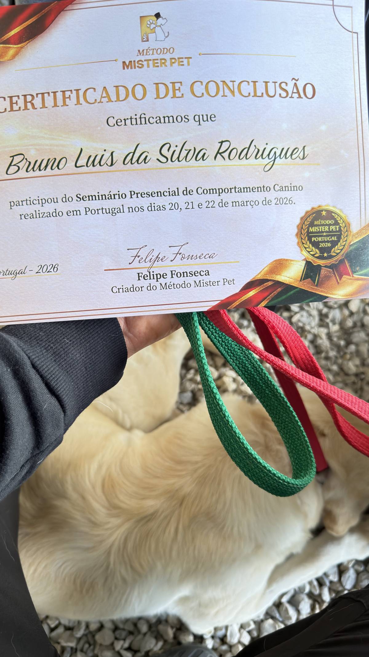 Bruno Rodrigues - Passeador de cães(em formação como treinador) - Braga - Dog Sitting