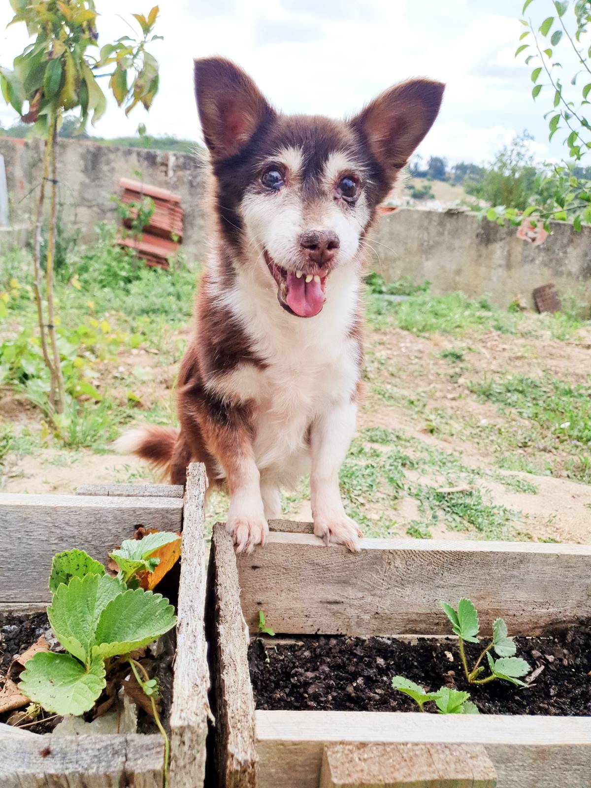 Cães à Boleia - Alenquer - Hospedaje y guarderías de mascotas