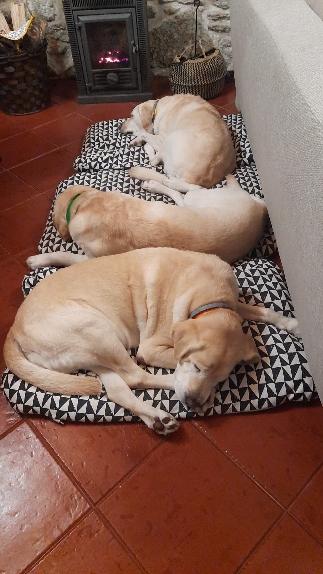 Helena - Albufeira - Dog Sitting
