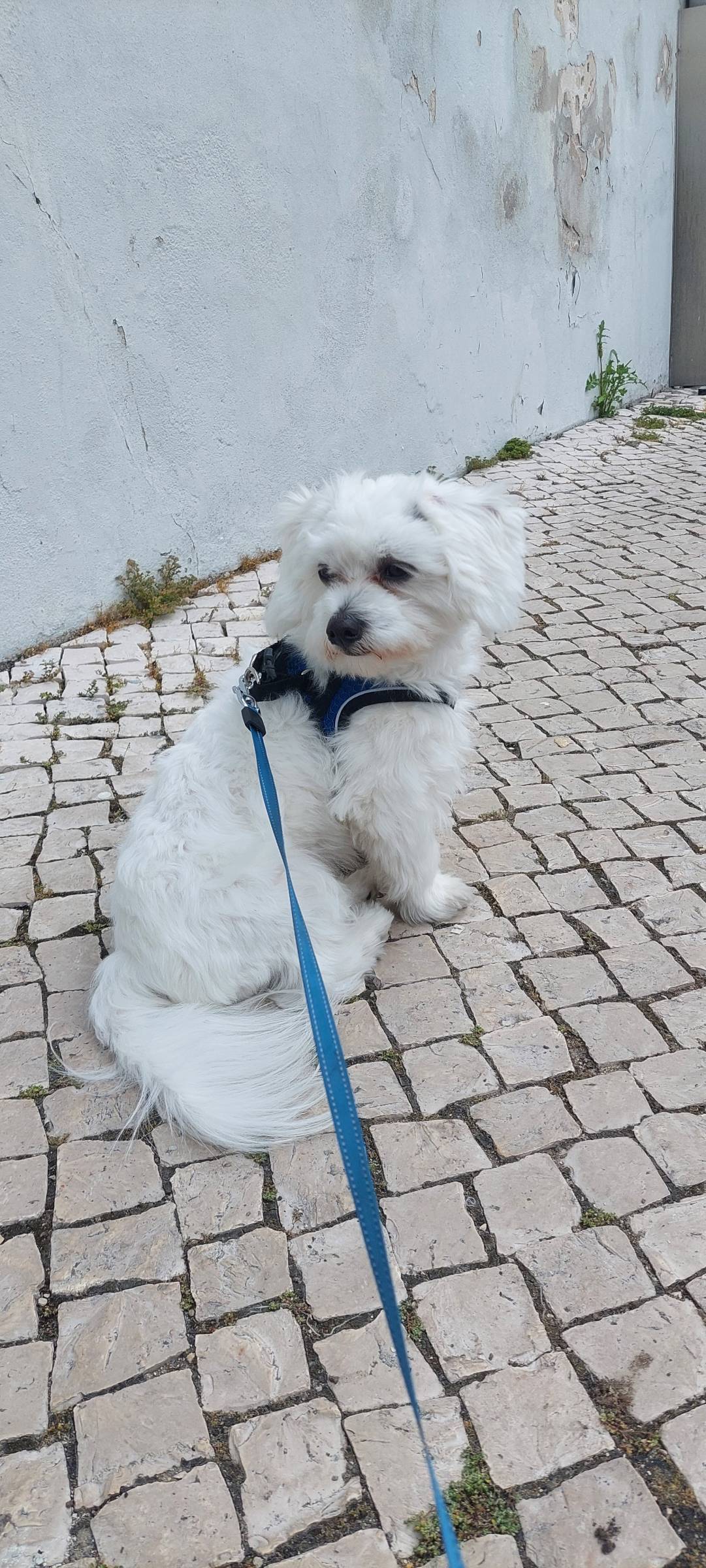 Waging Walks Petsitter & Dog Walker Coimbra - Coimbra - Garde d'animaux