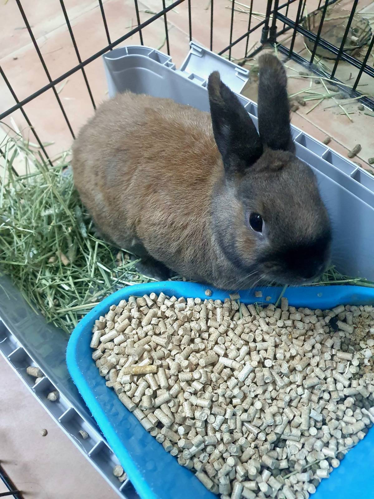 Cães à Boleia - Alenquer - Guardería para perros