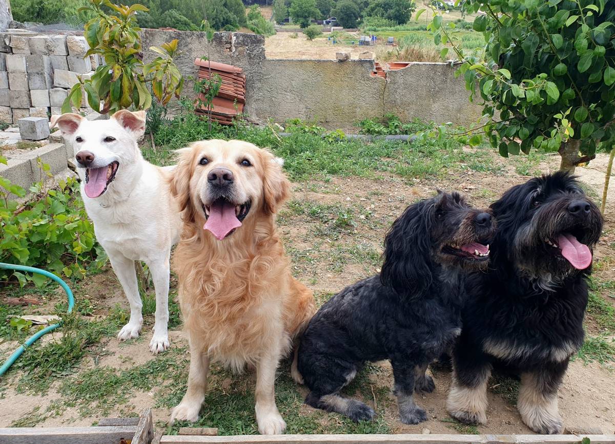 Cães à Boleia - Alenquer - Cuidados y paseos de mascotas