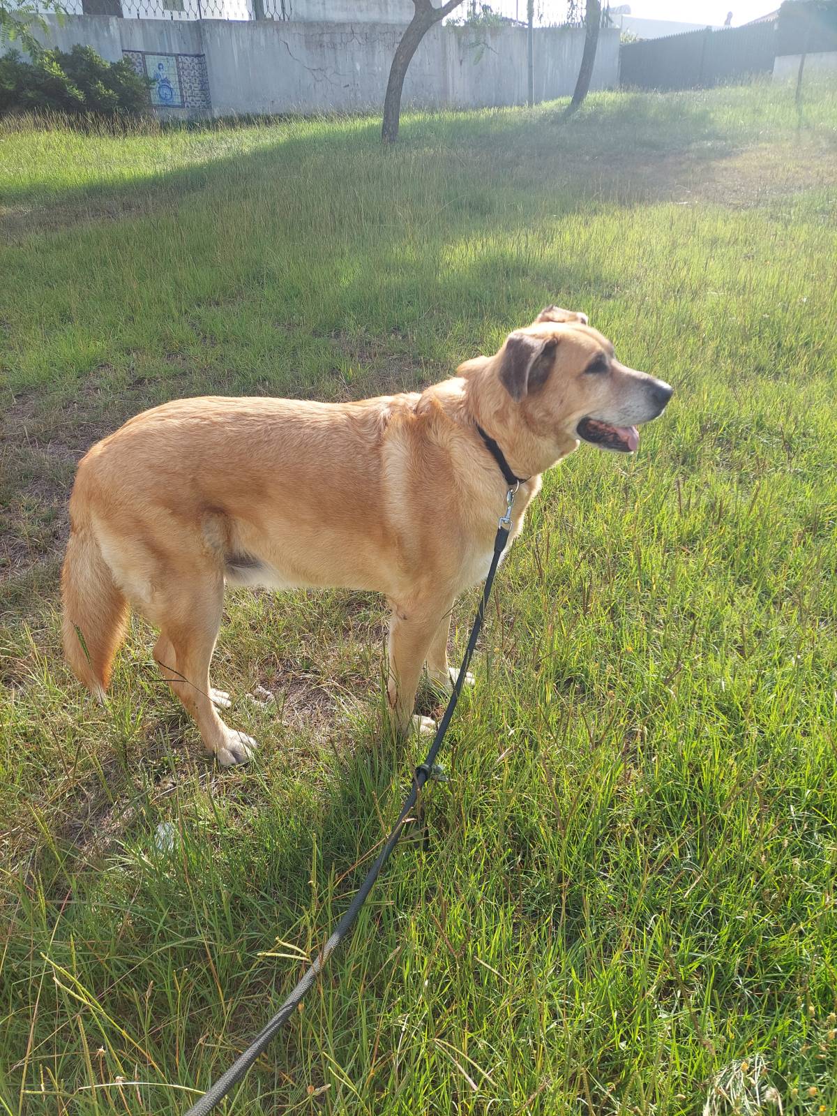 Waging Walks Petsitter & Dog Walker Coimbra - Coimbra - Garde de chat