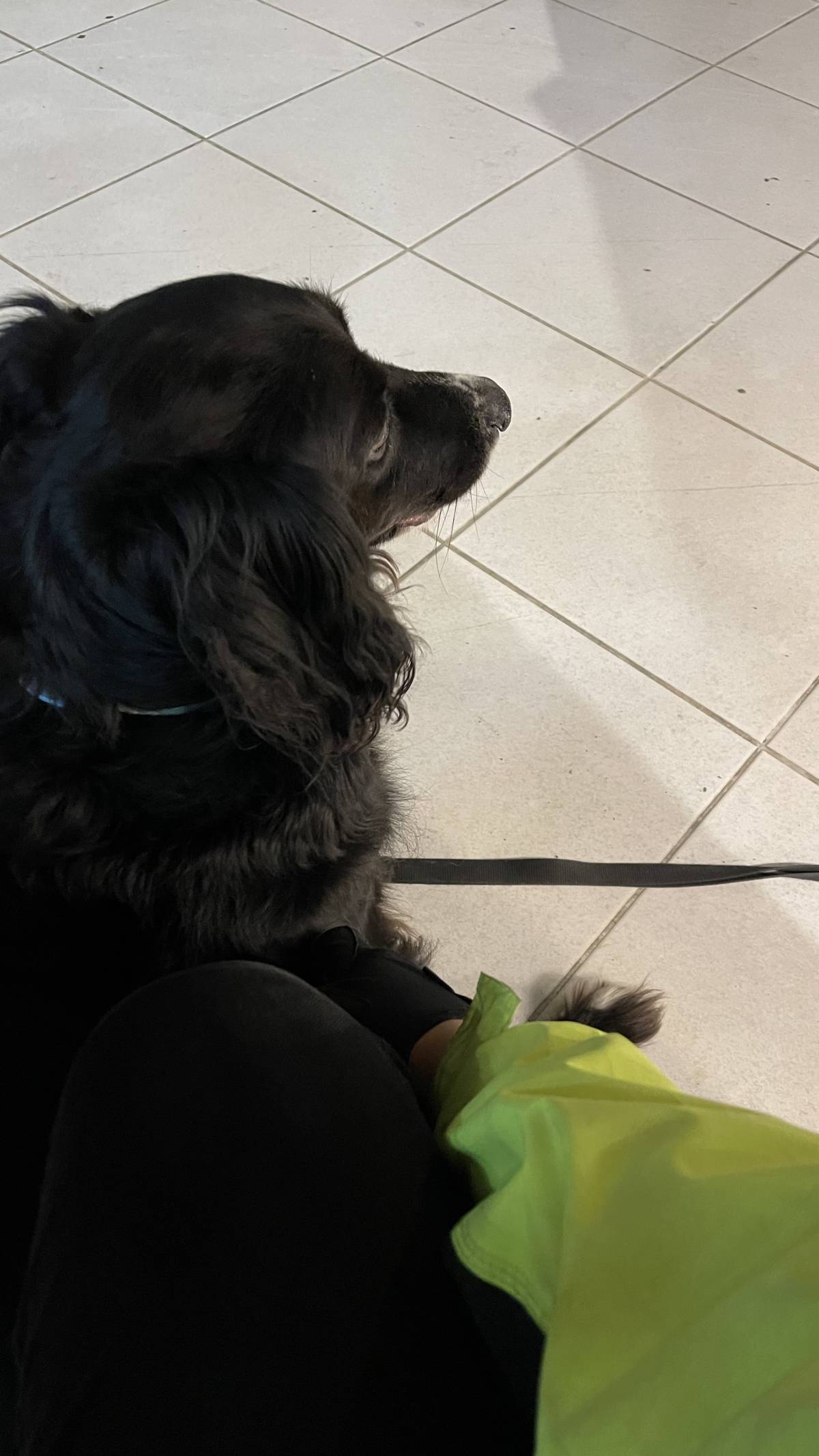 Bruno Rodrigues - Passeador de cães(em formação como treinador) - Braga - Cuidar tus perros
