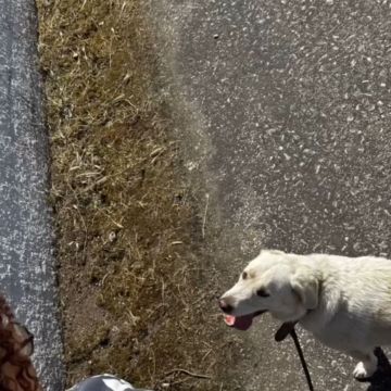 Patinhas de ílhavo/Aveiro - Ílhavo - Dog Sitting