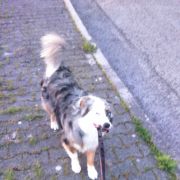Sisi Petsitting - Leiria - Dog Walking