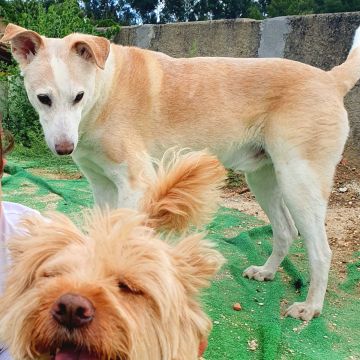 Cães à Boleia - Alenquer - Hospedaje de mascotas