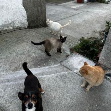 Patinhas de ílhavo/Aveiro - Ílhavo - Treino de Cães - Aulas