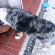 Sisi Petsitting - Leiria - Hotel para Cães