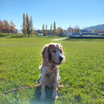 Waging Walks Petsitter & Dog Walker Coimbra - Coimbra - Promenade de chiens