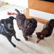 Cães à Boleia - Vila Franca de Xira - Creche para Cães