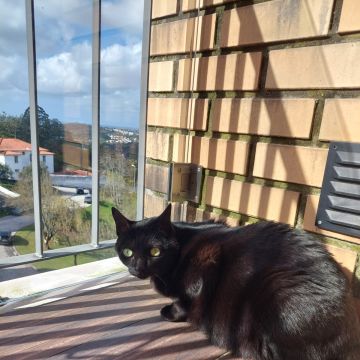 Waging Walks Petsitter & Dog Walker Coimbra - Coimbra - Services pour animaux de compagnie