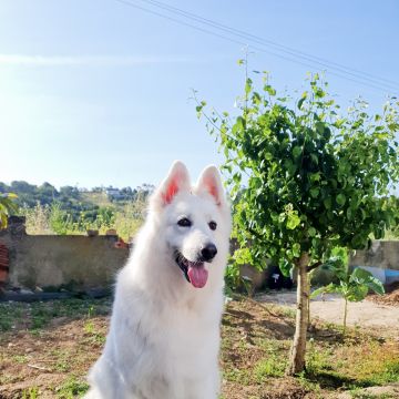 Cães à Boleia - Alenquer - Paseador de perros