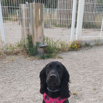 Waging Walks Petsitter & Dog Walker Coimbra - Coimbra - Garde de chiens