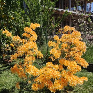 Primaverde - Vila Verde - Tratamento de Relvado