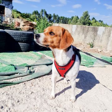 Cães à Boleia - Alenquer - Cuidar tus gatos
