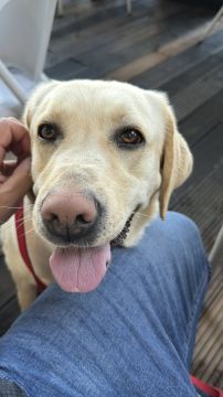 Bruno Rodrigues - Passeador de cães(em formação como treinador) - Braga - Dog Walking