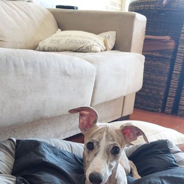 Waging Walks Petsitter & Dog Walker Coimbra - Coimbra - Garde de chiens