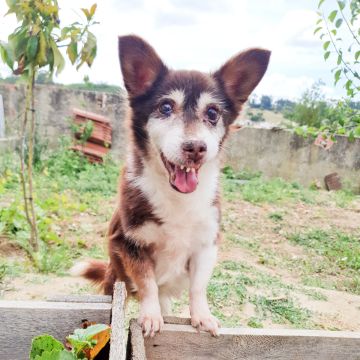 Cães à Boleia - Alenquer - Hospedaje y guarderías de mascotas