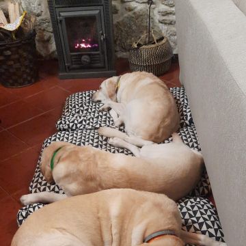 Helena - Albufeira - Dog Sitting