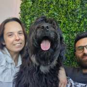 Cães à Boleia - Vila Franca de Xira - Pet Sitting e Pet Walking