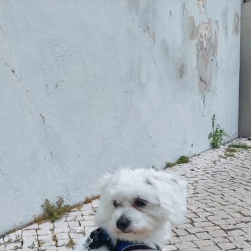 Waging Walks Petsitter & Dog Walker Coimbra - Coimbra - Garde d'animaux