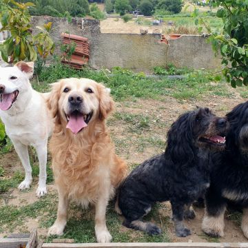 Cães à Boleia - Alenquer - Cuidados y paseos de mascotas