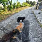 Cães à Boleia - Vila Franca de Xira - Dog Sitting