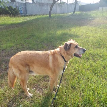 Waging Walks Petsitter & Dog Walker Coimbra - Coimbra - Garde de chat