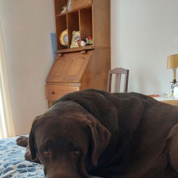 Waging Walks Petsitter & Dog Walker Coimbra - Coimbra - Garde et promenade d’animaux