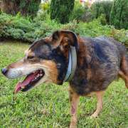 Cães à Boleia - Vila Franca de Xira - Hotel de Animais de Estimação