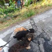 Cães à Boleia - Vila Franca de Xira - Pet Sitting