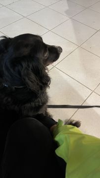 Bruno Rodrigues - Passeador de cães(em formação como treinador) - Braga - Cuidar tus perros