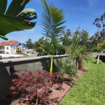 Primaverde - Vila Verde - Remoção de Tronco de Árvore