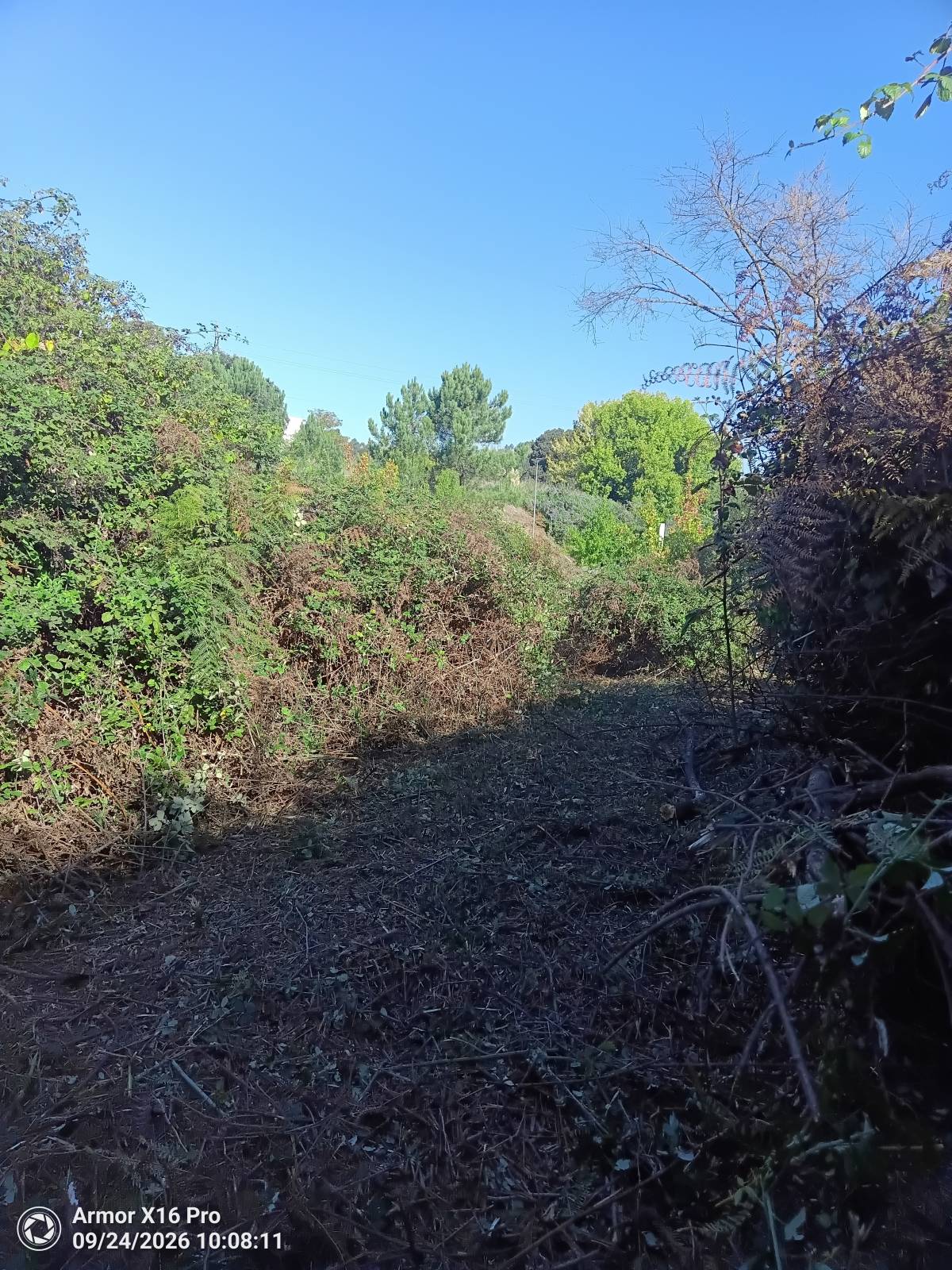 Miguel - Maia - Plantación de árboles