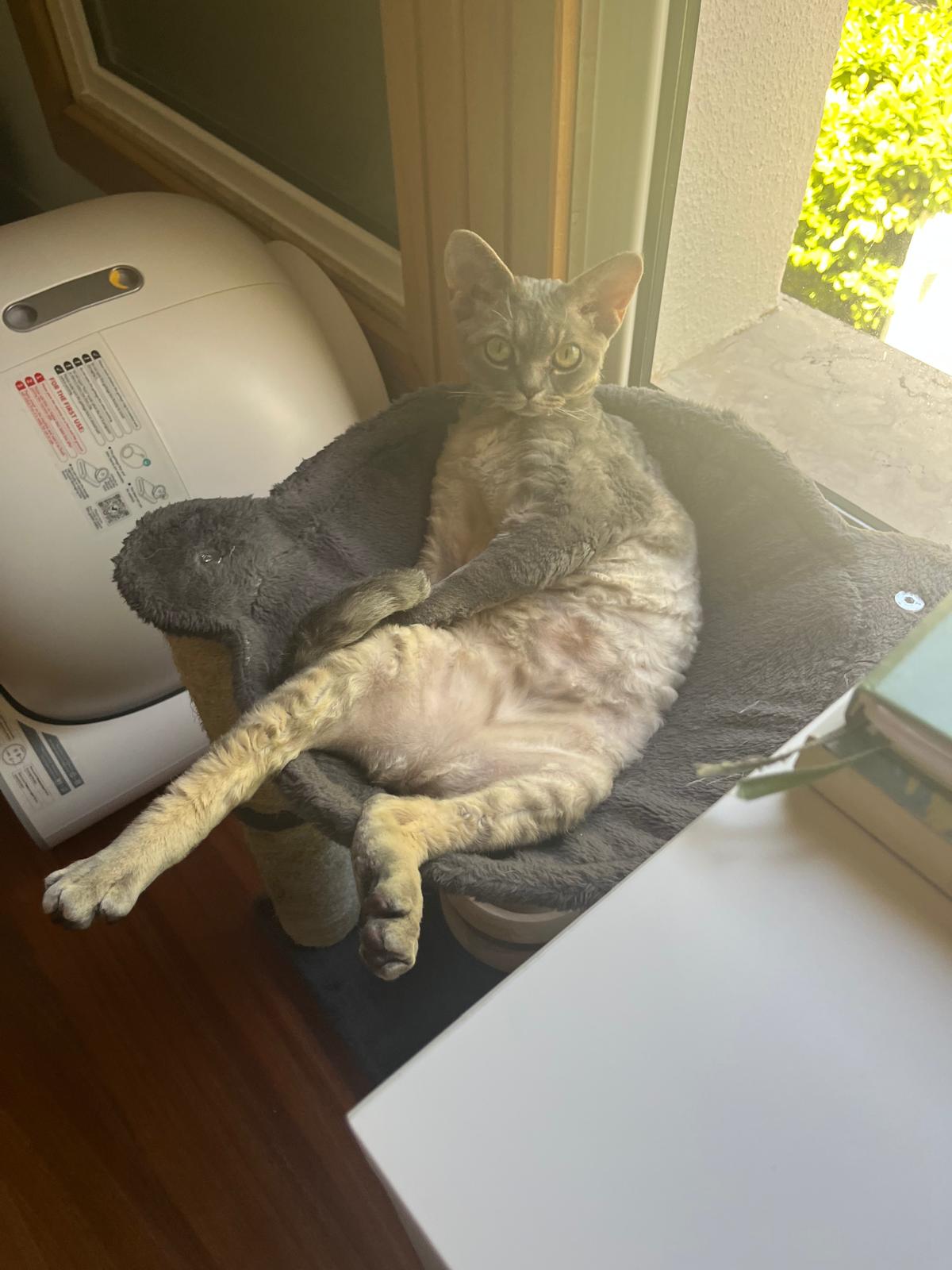 inativo por agora - Lisboa - Cat Sitting