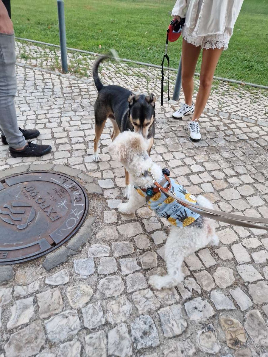 Luísa Liu - Lisboa - Dog Walking