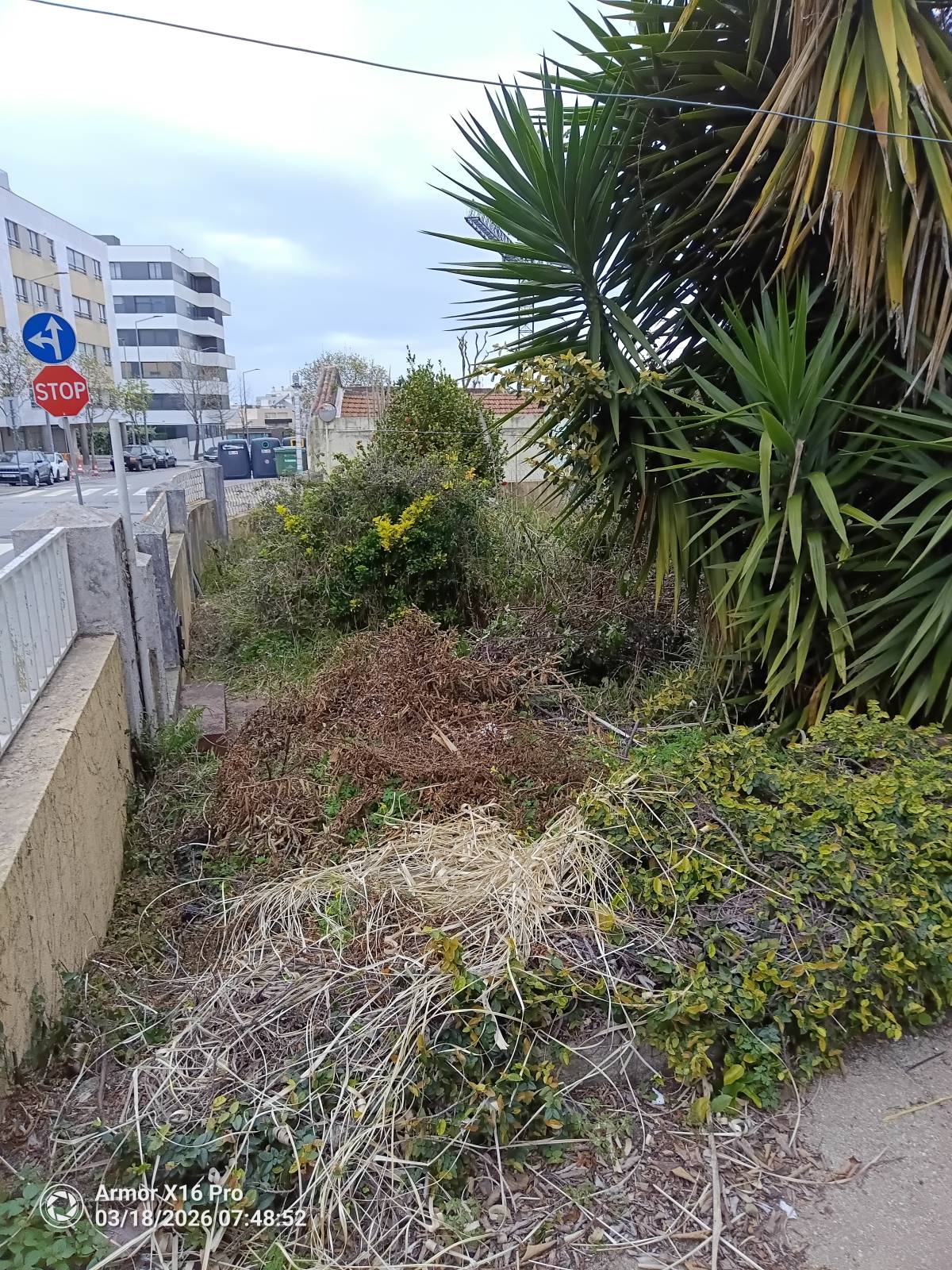Miguel - Maia - Shrub Removal