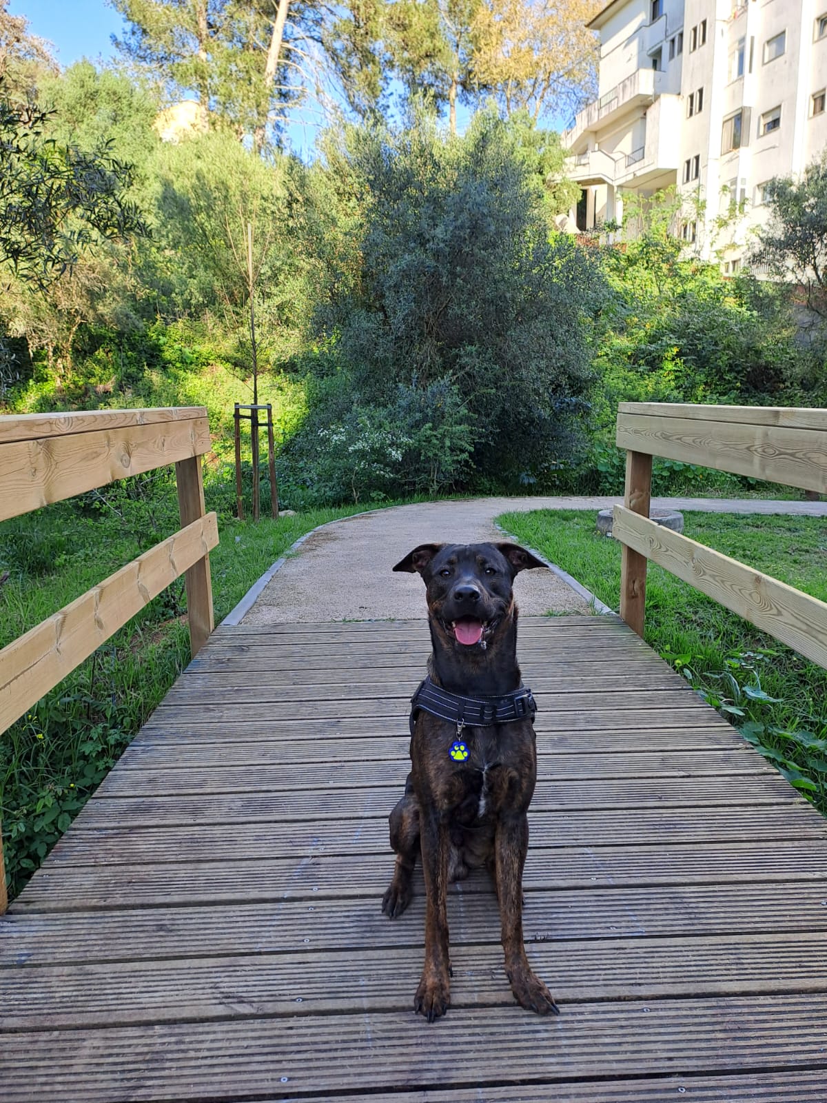 Maria Fonseca - Cascais - Paseador de perros