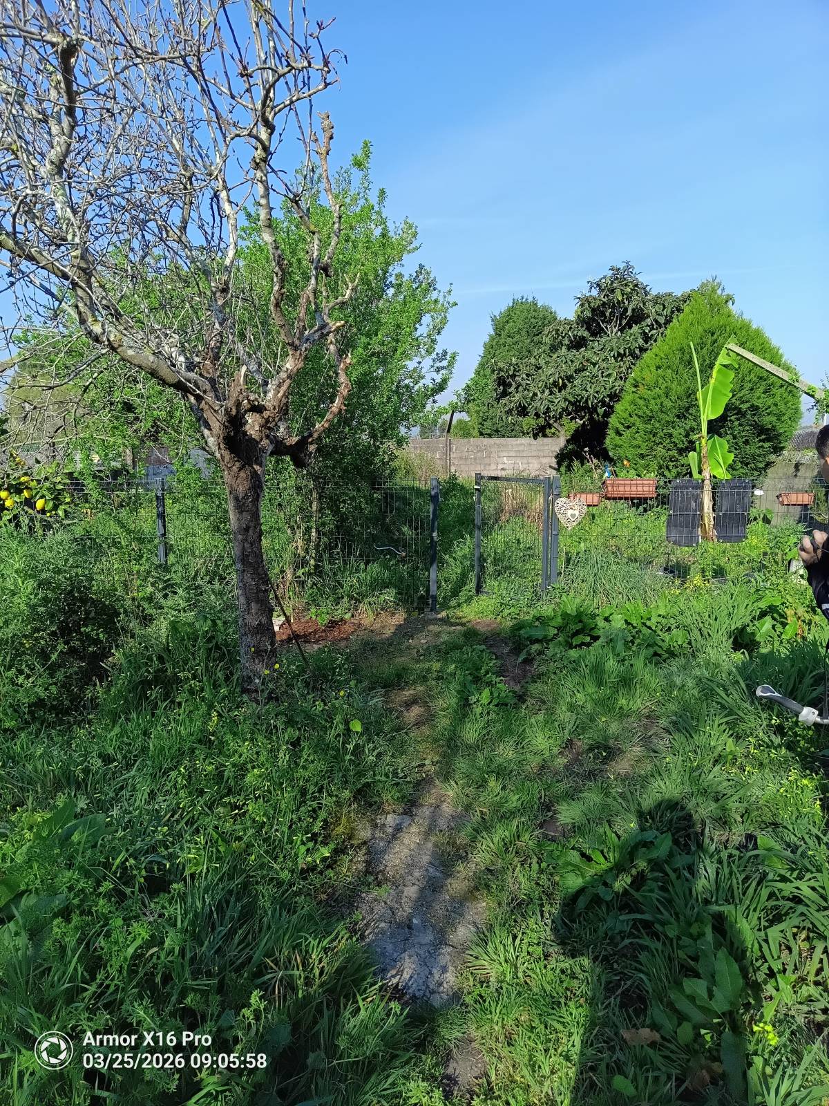 Miguel - Maia - Tree Trimming and Maintenance