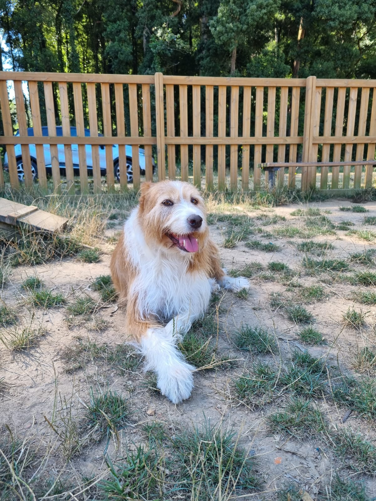 Miss-mrbearandpets - Vila Nova de Gaia - Dog Hotel