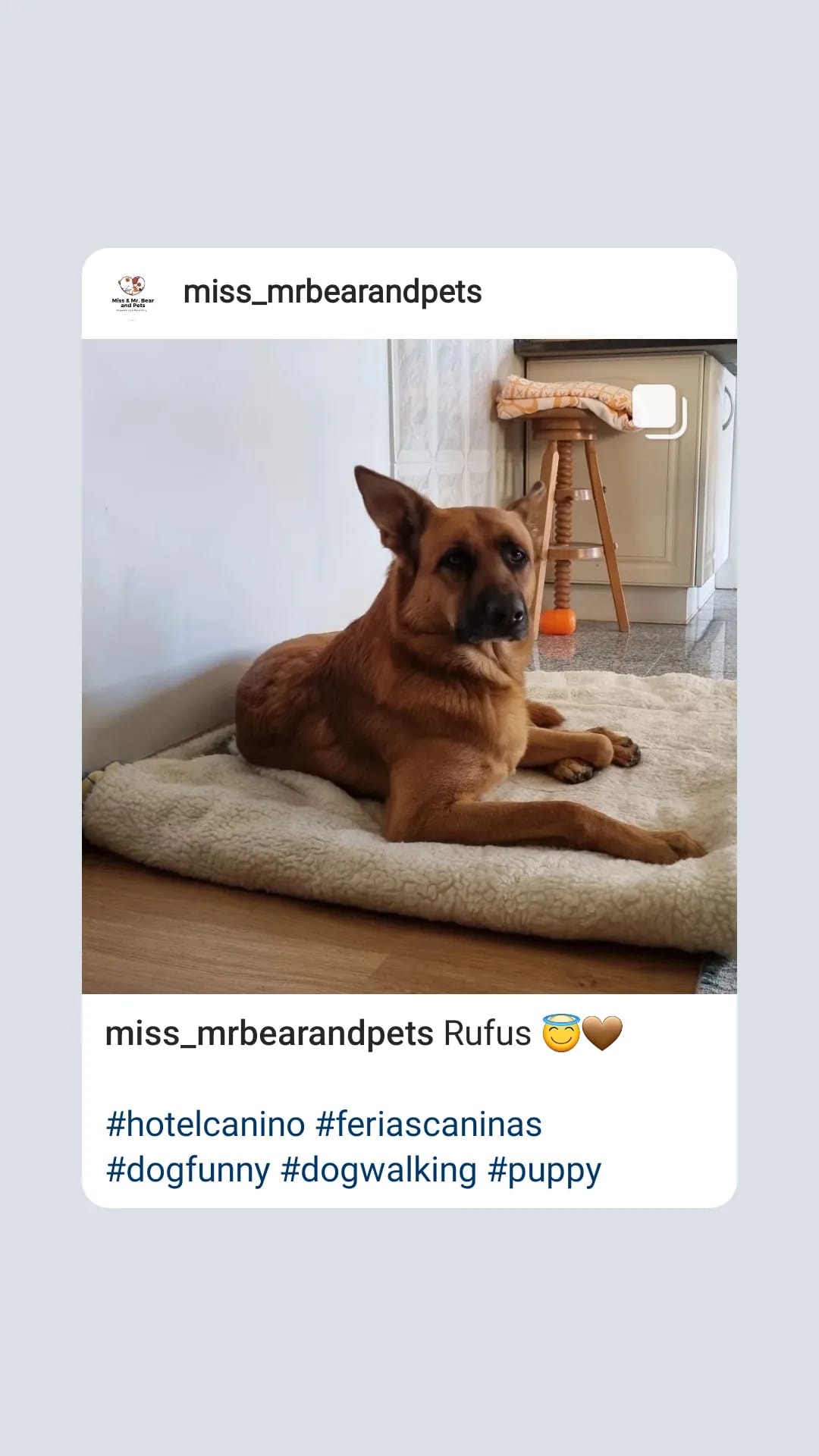 Miss-mrbearandpets - Vila Nova de Gaia - Dog Daycare