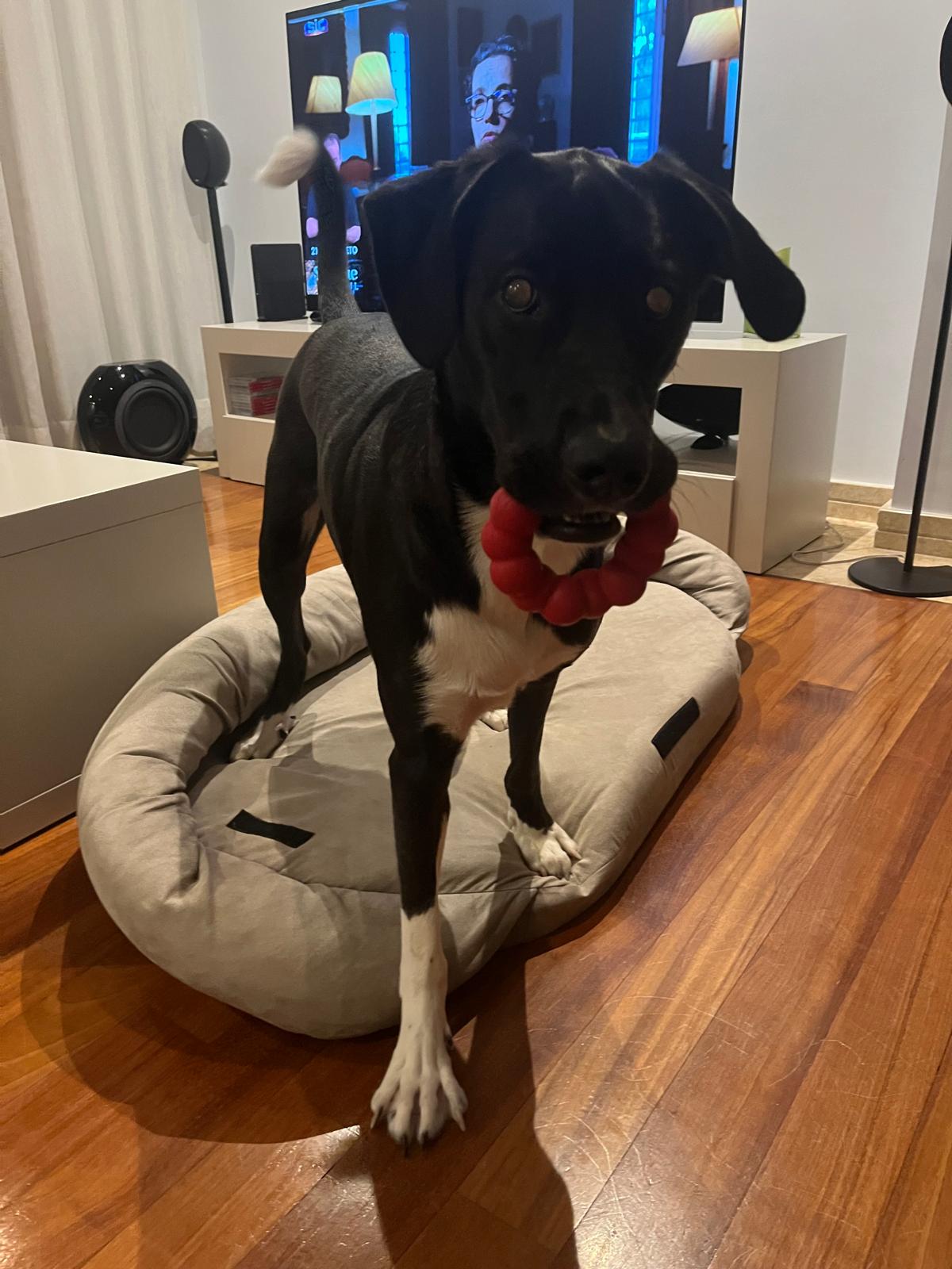 inativo por agora - Lisboa - Pet Sitting